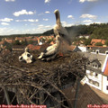 14_40-nest.jpg