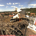 14_45-nest.jpg