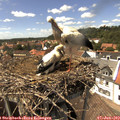 14_50-nest.jpg