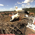 14_55-nest.jpg