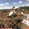 15_00-nest.jpg