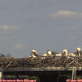15_05-mast.jpg