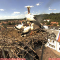 15_10-nest.jpg