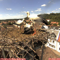 15_15-nest.jpg