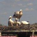 15_20-mast.jpg
