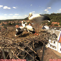 15_20-nest.jpg