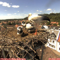 15_25-nest.jpg