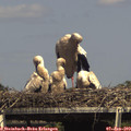 15_30-mast.jpg