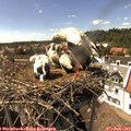 15_30-nest.jpg
