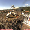 15_35-nest.jpg