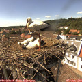 15_40-nest.jpg