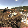 15_50-nest.jpg