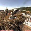 16_00-nest.jpg