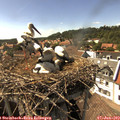 16_05-nest.jpg