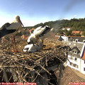 16_10-nest.jpg