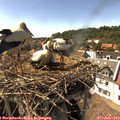 16_15-nest.jpg