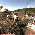 16_20-nest.jpg