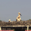 16_40-mast.jpg