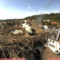16_50-nest.jpg