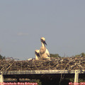 16_55-mast.jpg