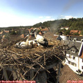 16_55-nest.jpg