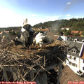 17_00-nest.jpg