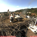 17_05-nest.jpg