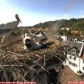 17_10-nest.jpg