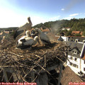 17_15-nest.jpg