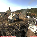 17_20-nest.jpg