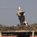 17_25-mast.jpg