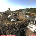 17_25-nest.jpg