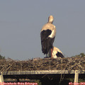 17_30-mast.jpg