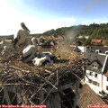 17_30-nest.jpg