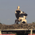 17_35-mast.jpg