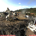 17_35-nest.jpg