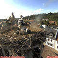 17_40-nest.jpg