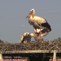 17_45-mast.jpg