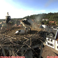 17_45-nest.jpg