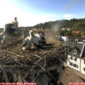 17_50-nest.jpg