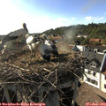 17_55-nest.jpg