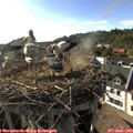 18_00-nest.jpg