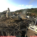 18_05-nest.jpg