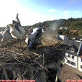 18_10-nest.jpg