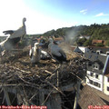 18_15-nest.jpg