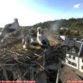 18_20-nest.jpg