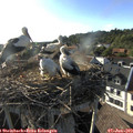 18_25-nest.jpg