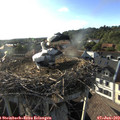18_35-nest.jpg