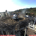 18_40-nest.jpg