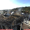 18_45-nest.jpg